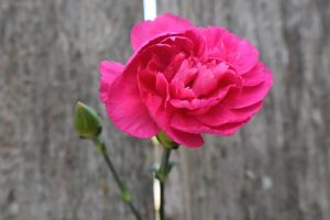 carnation, pink flower, flower-7770941.jpg